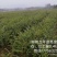 一年生红榉树苗大量供应支持视频看货实地考察