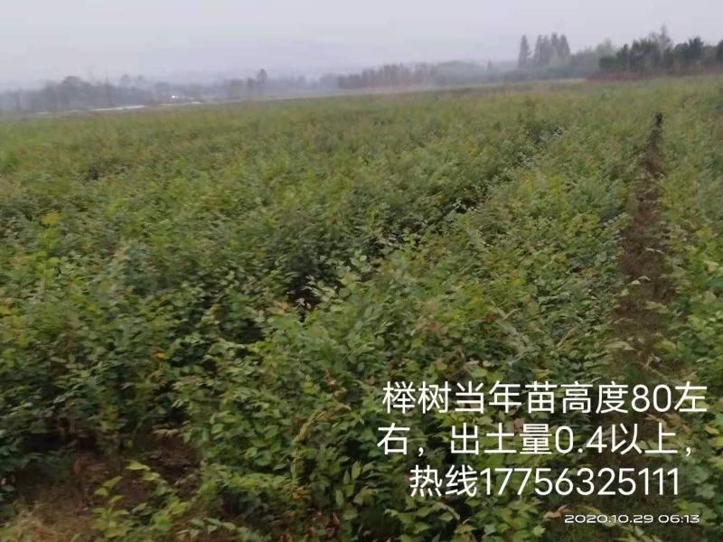 一年生红榉树苗大量供应支持视频看货实地考察