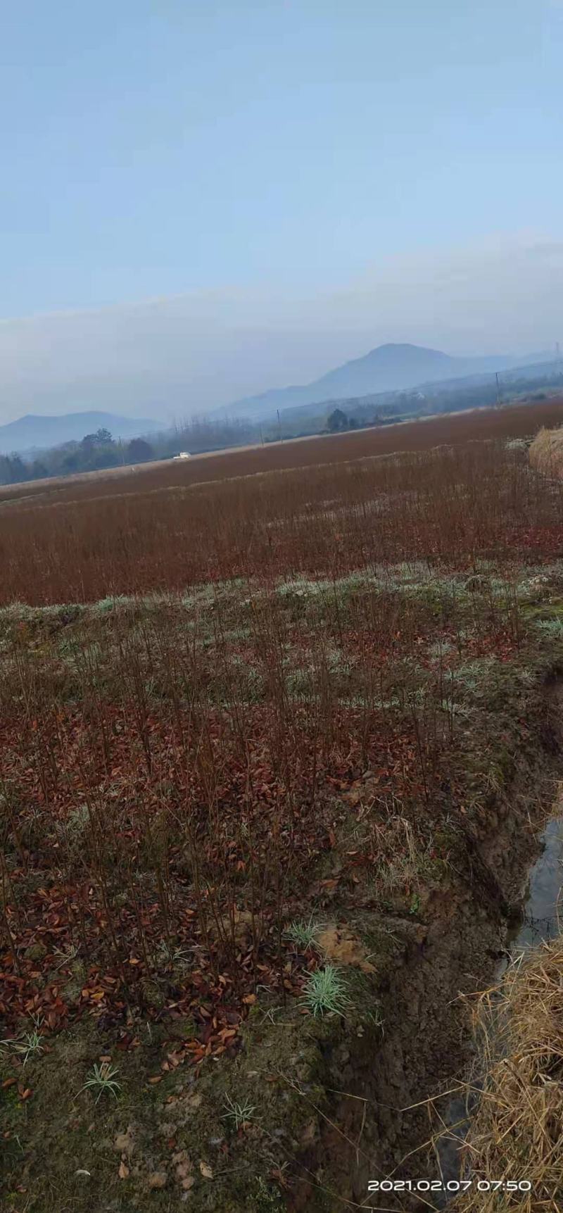 一年生红榉树苗大量供应支持视频看货实地考察