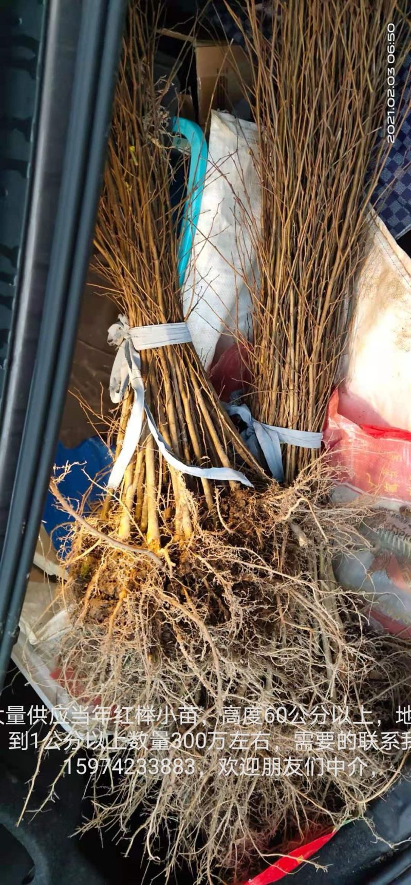 一年生红榉树苗大量供应支持视频看货实地考察