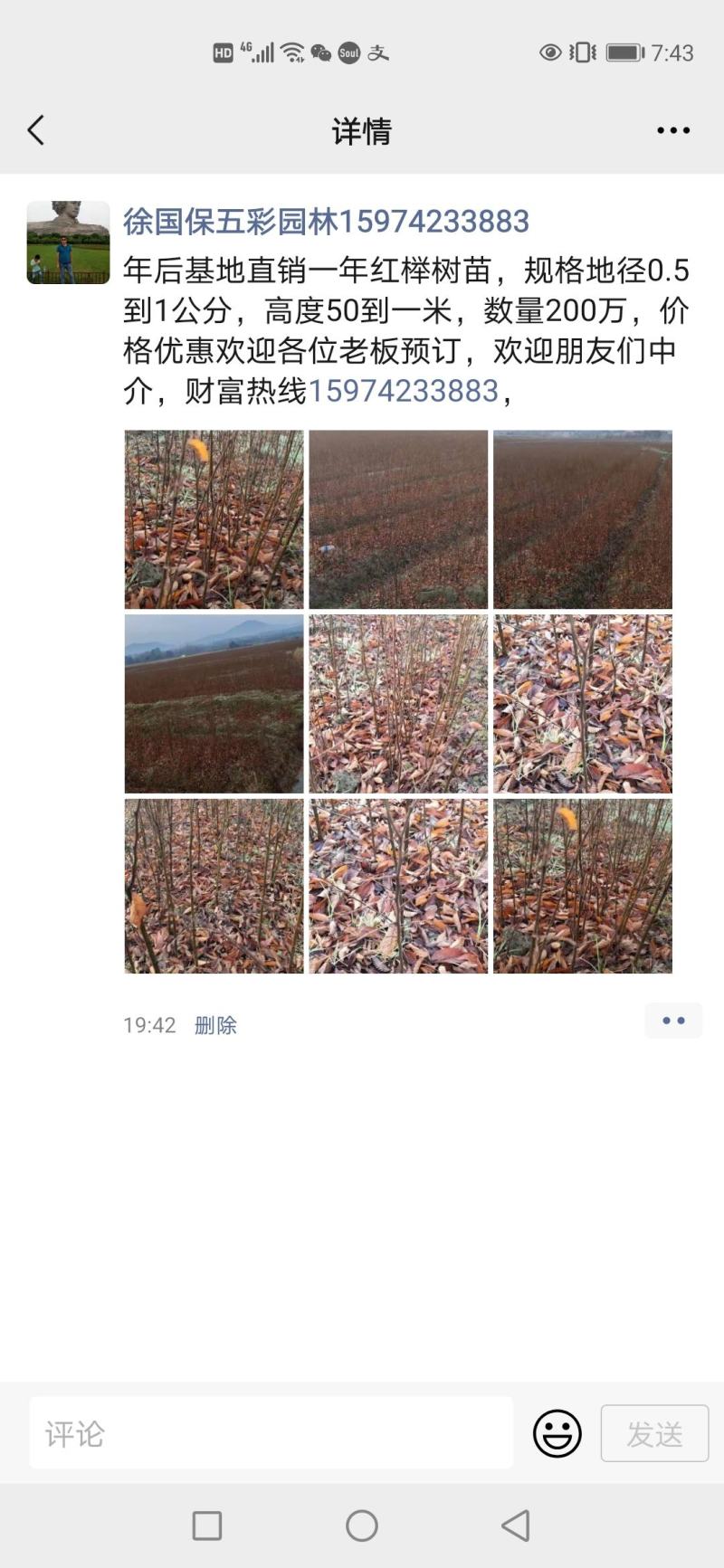 一年生红榉树苗大量供应支持视频看货实地考察