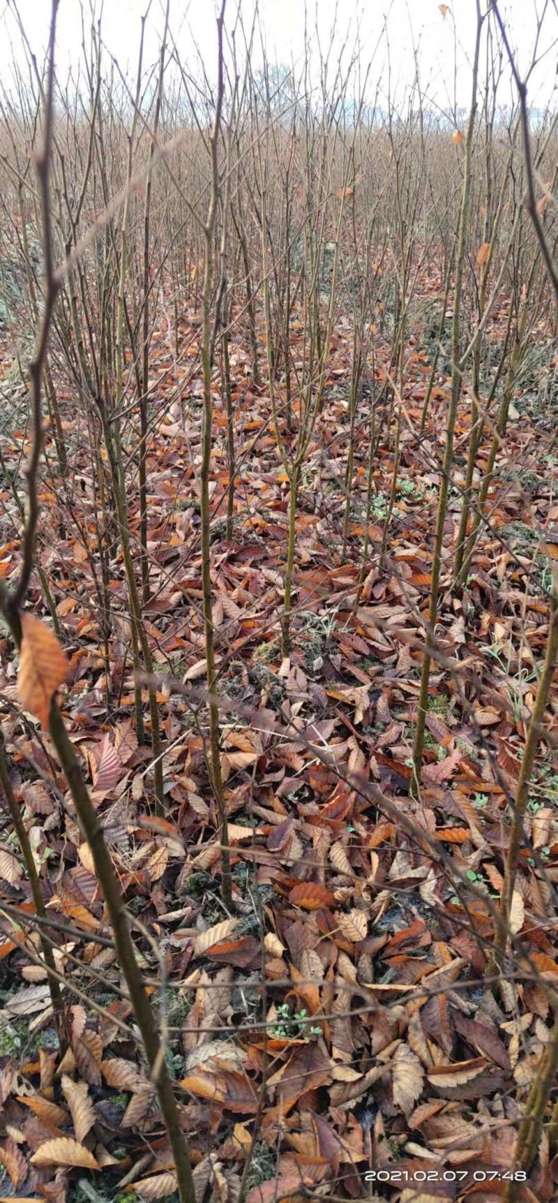 一年生红榉树苗大量供应支持视频看货实地考察