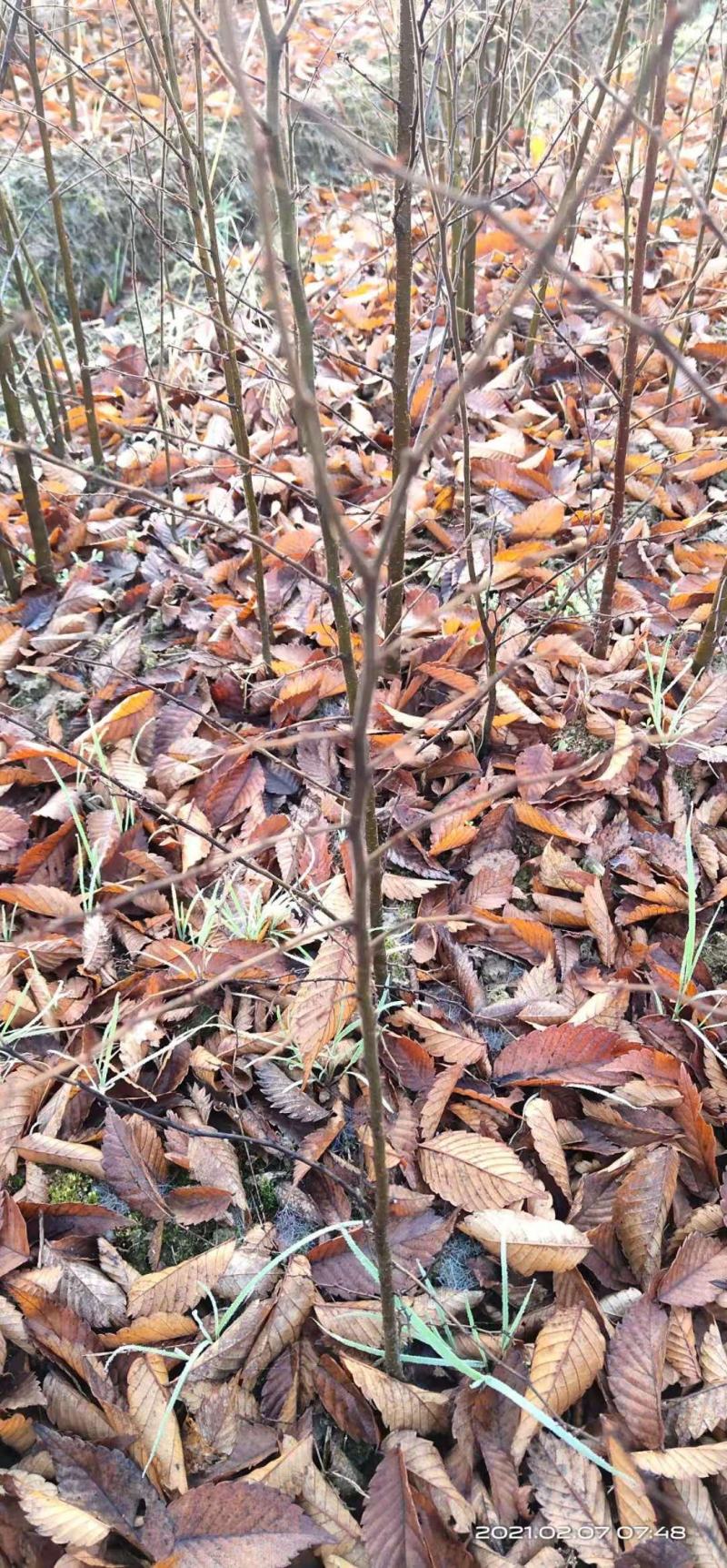 一年生红榉树苗大量供应支持视频看货实地考察