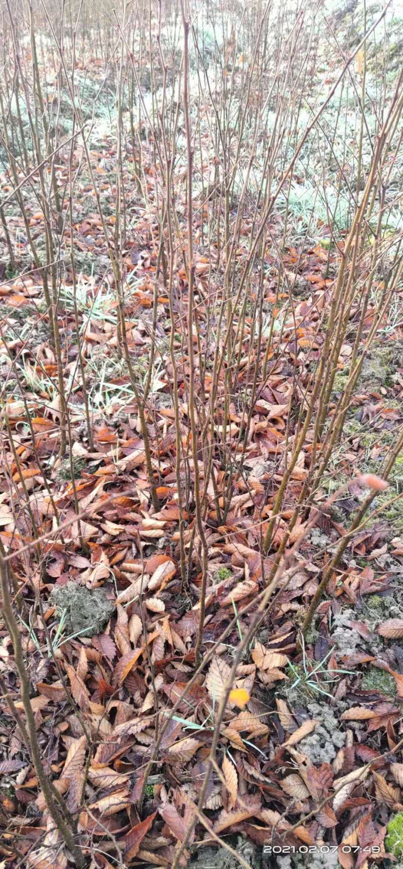 一年生红榉树苗大量供应支持视频看货实地考察