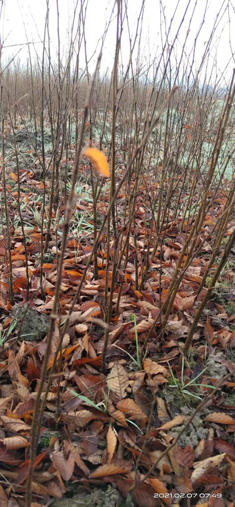 一年生红榉树苗大量供应支持视频看货实地考察
