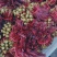 大竹香椿芽，二郎红香椿芽，精品香椿芽，红油香椿芽