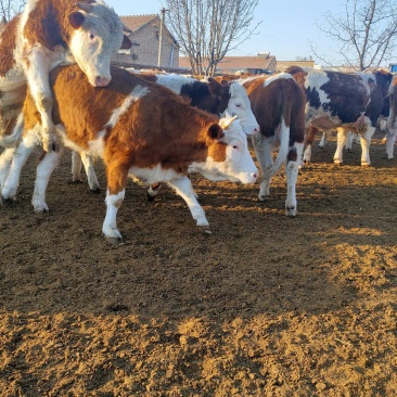 肉牛品种西门塔尔牛繁殖出售肉牛犊市场价格可以送货到家