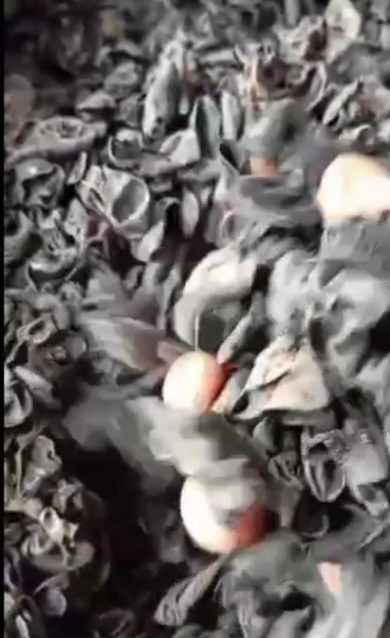 一般黑木耳干货500g东北秋木耳特级野生小碗耳长白山椴