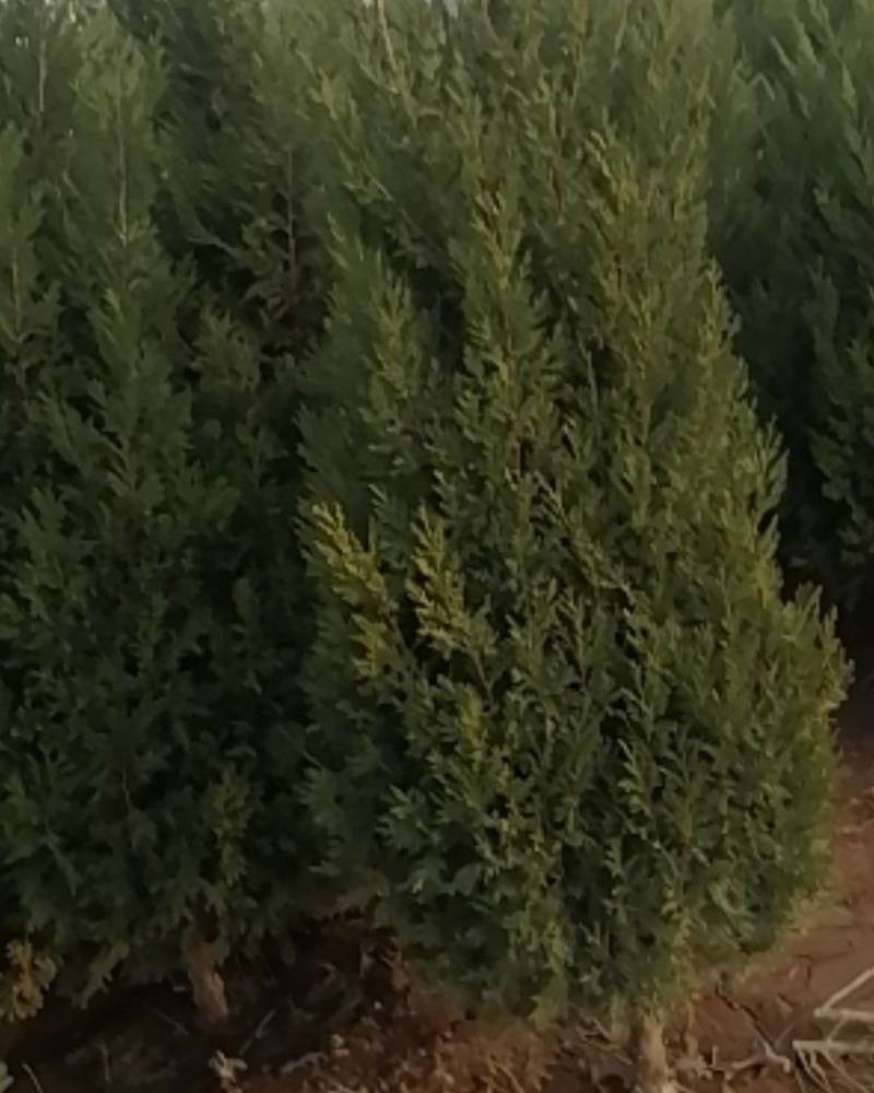 供1米至2米蜀桧欢迎选购