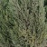 供1米至2米蜀桧欢迎选购