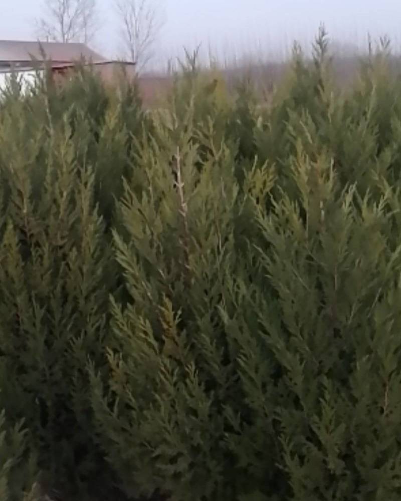 供1米至2米蜀桧欢迎选购