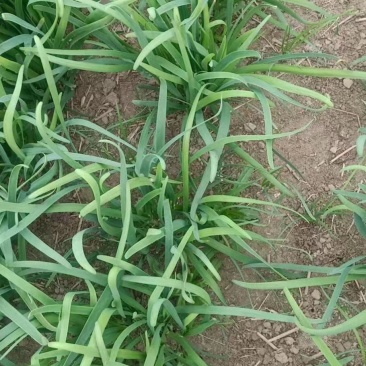 蔬菜大棚韭菜大量上市。现割发货。