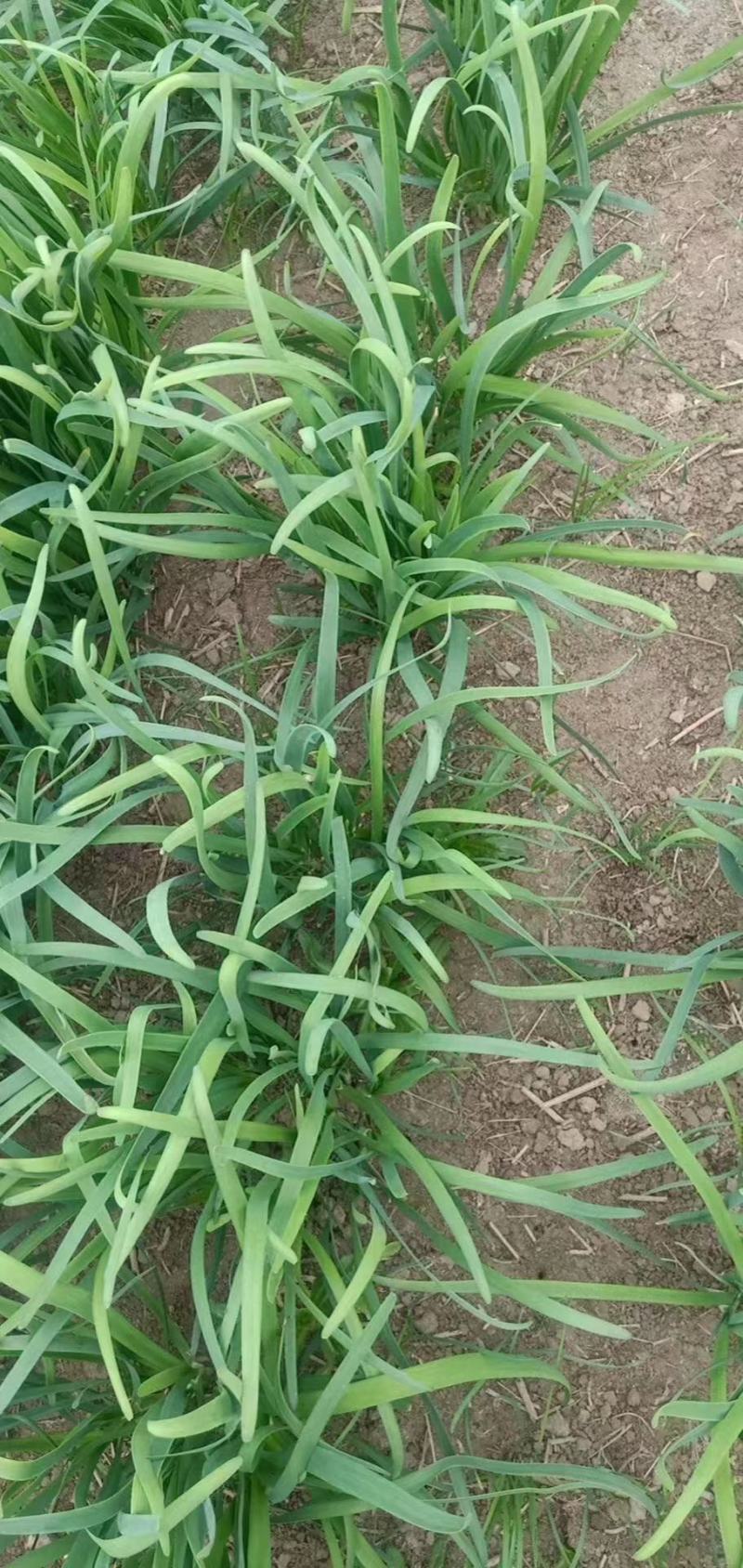 蔬菜大棚韭菜大量上市。现割发货。