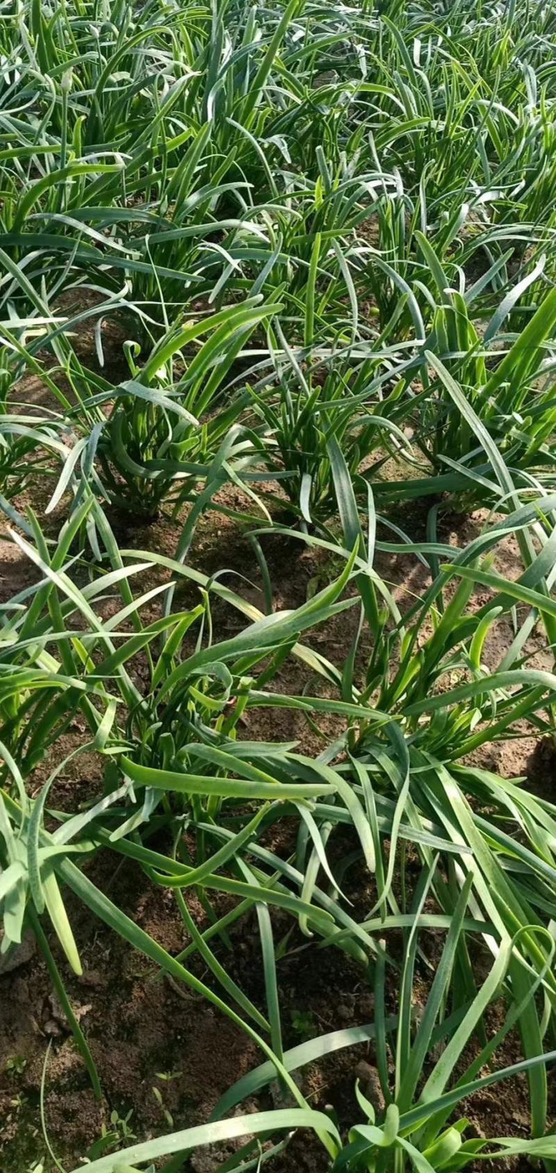 蔬菜大棚韭菜大量上市。现割发货。