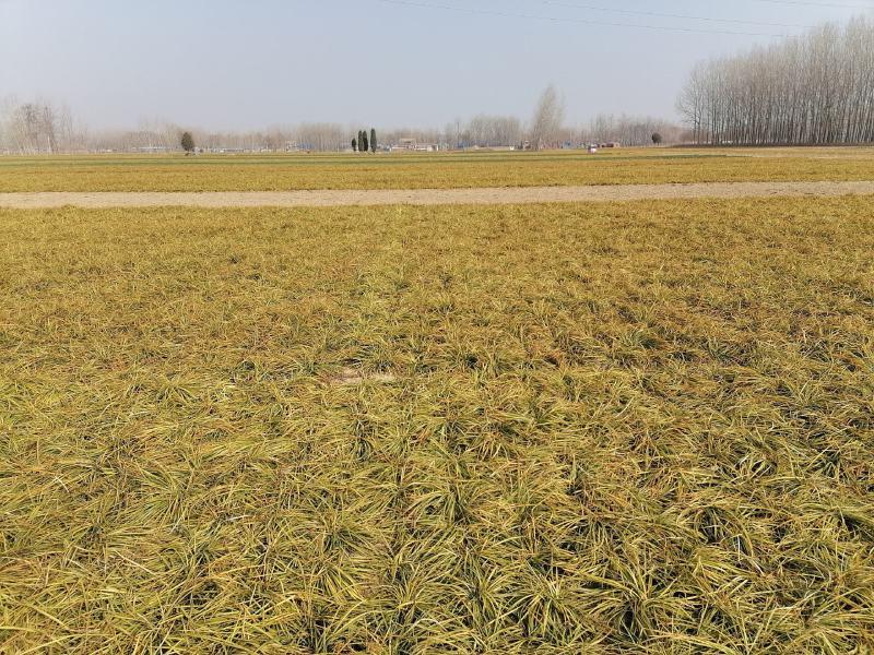 基地批发鲜麦冬，正在上市中，欢迎光临，新鲜精品鲜净麦冬。
