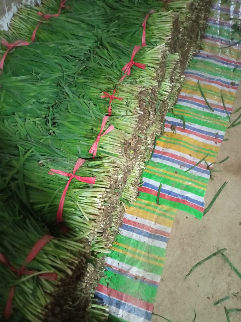 本地韭菜已上量诚寻各地客户收售合作诚信代收代发
