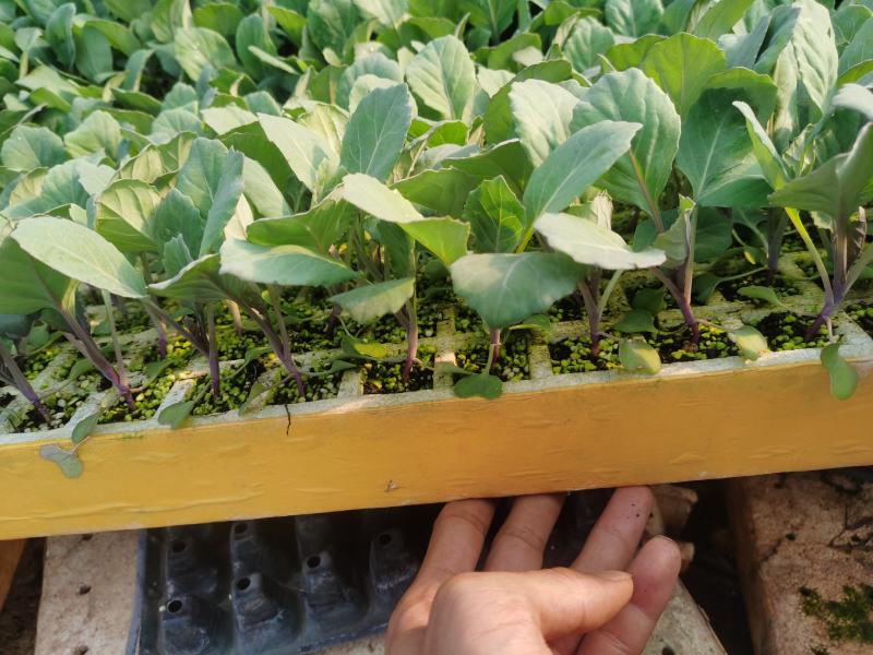 甘蓝苗（圆包），大量出货，苗子清秀，根须发达，欢迎订购，