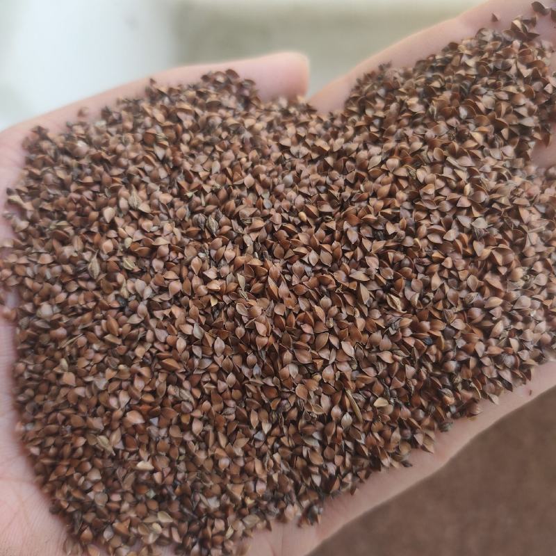 进口鲁梅克斯种子俄罗斯饲料菜多年生高产量四季牧草种子