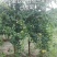 石榴苗泰山红石榴苗突尼斯软籽石榴树苗红如意石榴苗