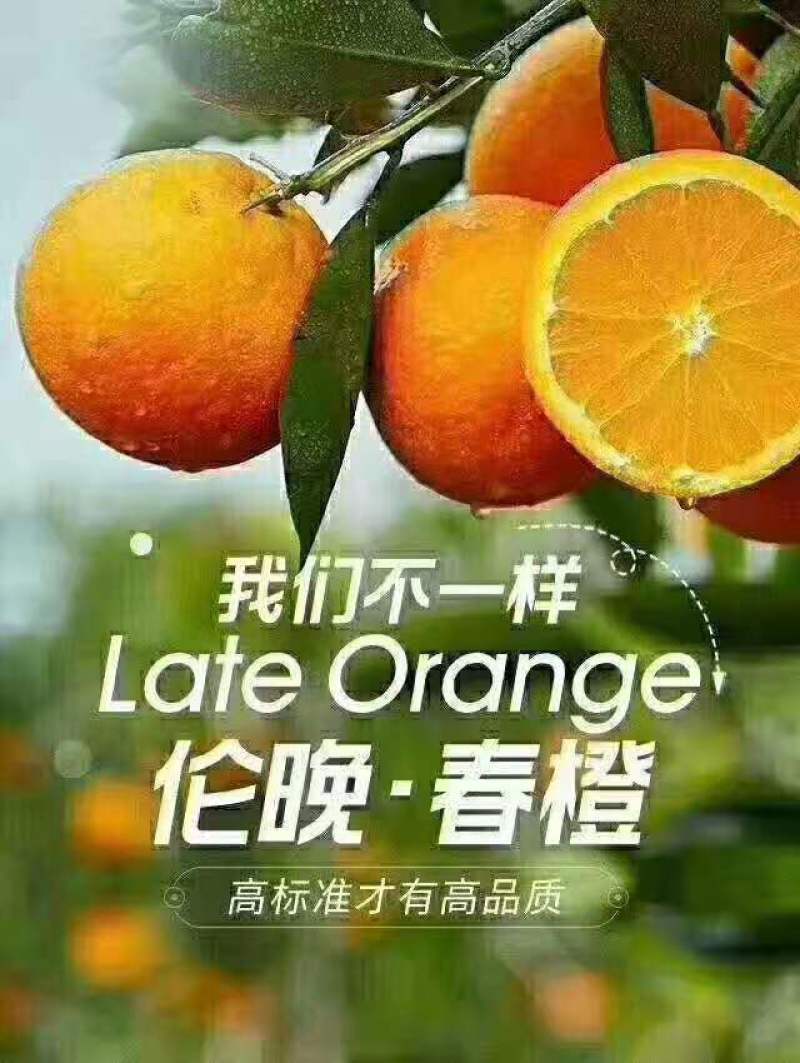 [伦晚脐橙]个头大水分足看货订货优质货源