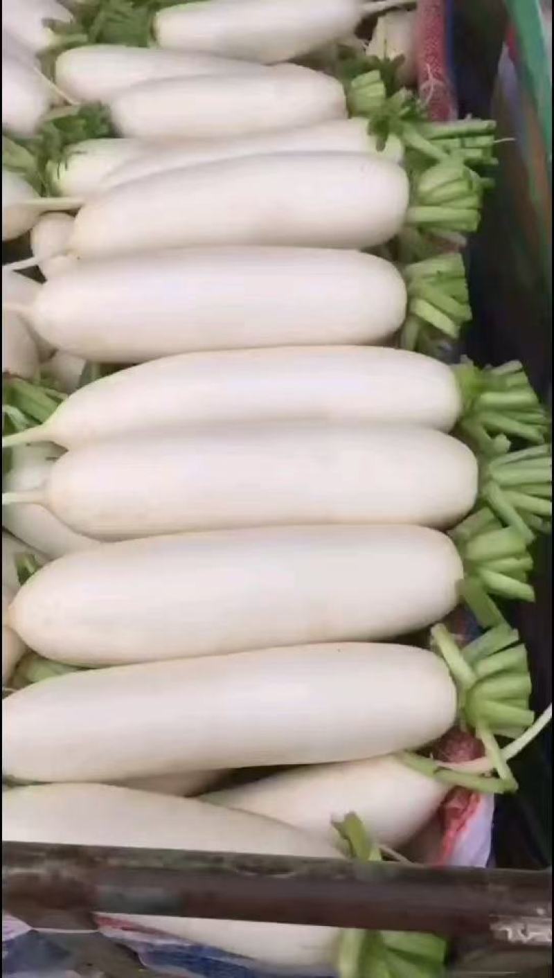 白萝卜精品基地大量供应，质量保证，每天可发100吨以上。