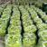 山东莘县大量供应优质黄皮尖椒，产地直销，一手货源。