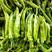 山东莘县大量供应优质黄皮尖椒，产地直销，一手货源。