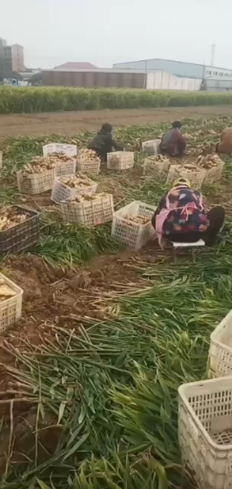 河北大黄姜生姜一手货源基地直发可视频看货欢迎来电