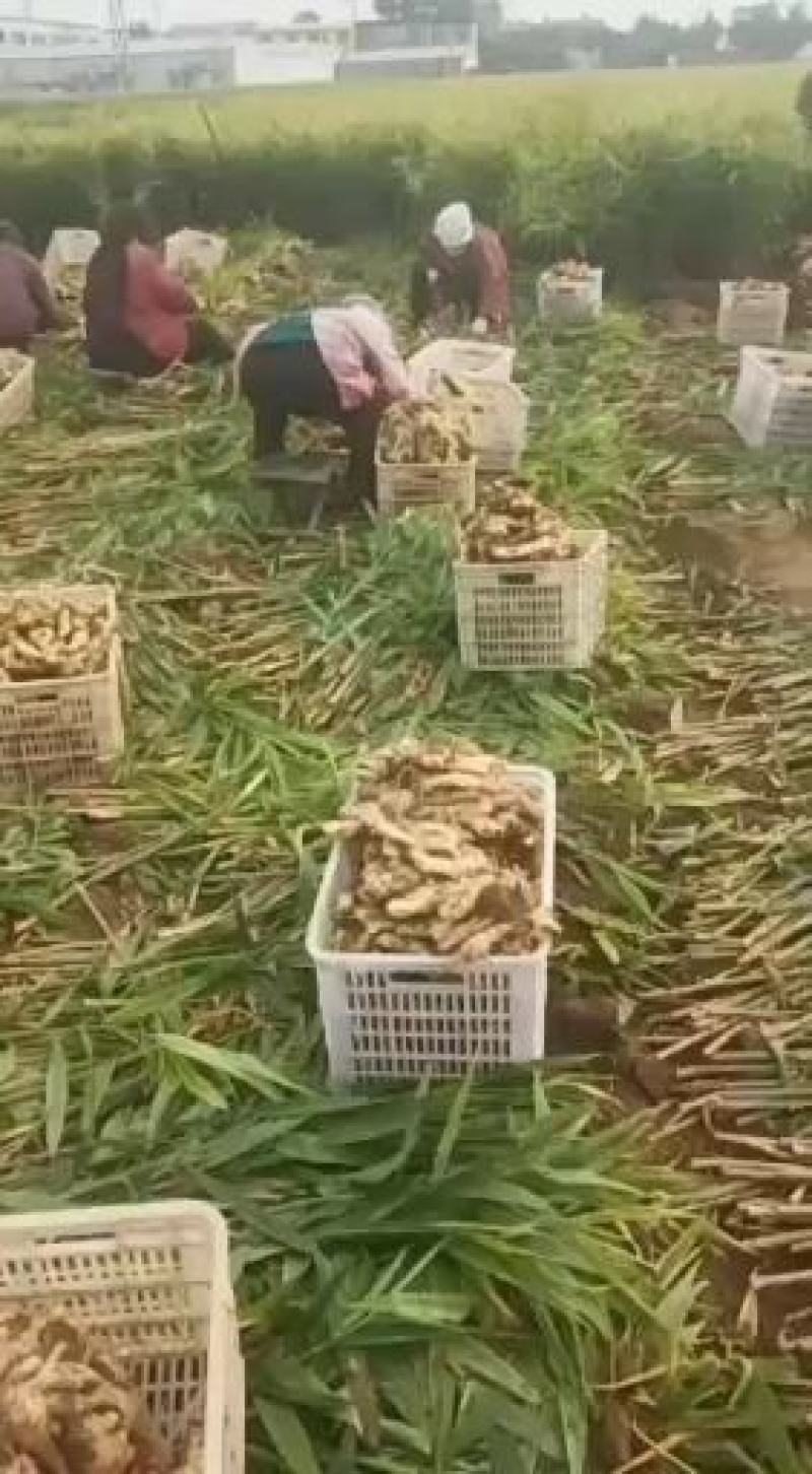 河北大黄姜生姜一手货源基地直发可视频看货欢迎来电