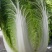 精品高山大白菜，……………质量保证高海拔地区