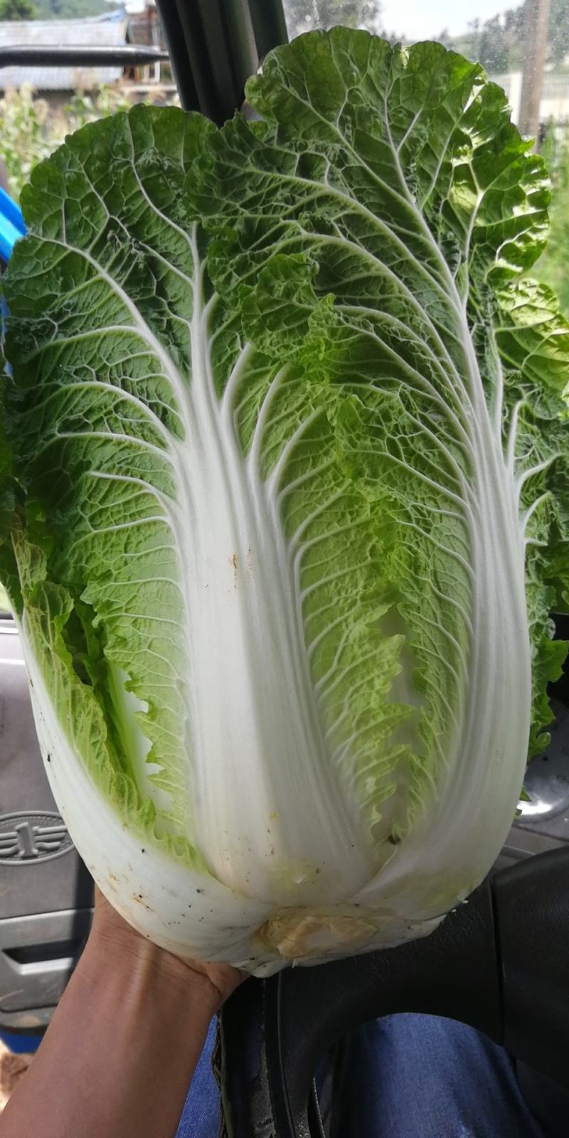 精品高山大白菜，……………质量保证高海拔地区