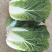 精品高山大白菜，……………质量保证高海拔地区