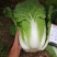 精品高山大白菜，……………质量保证高海拔地区