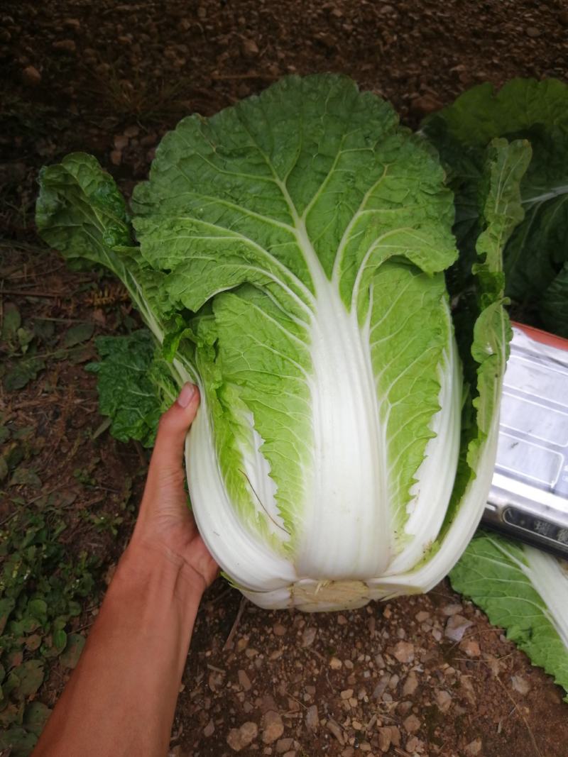 精品高山大白菜，……………质量保证高海拔地区