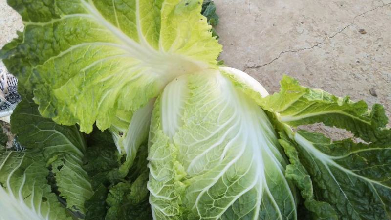 精品高山大白菜，……………质量保证高海拔地区