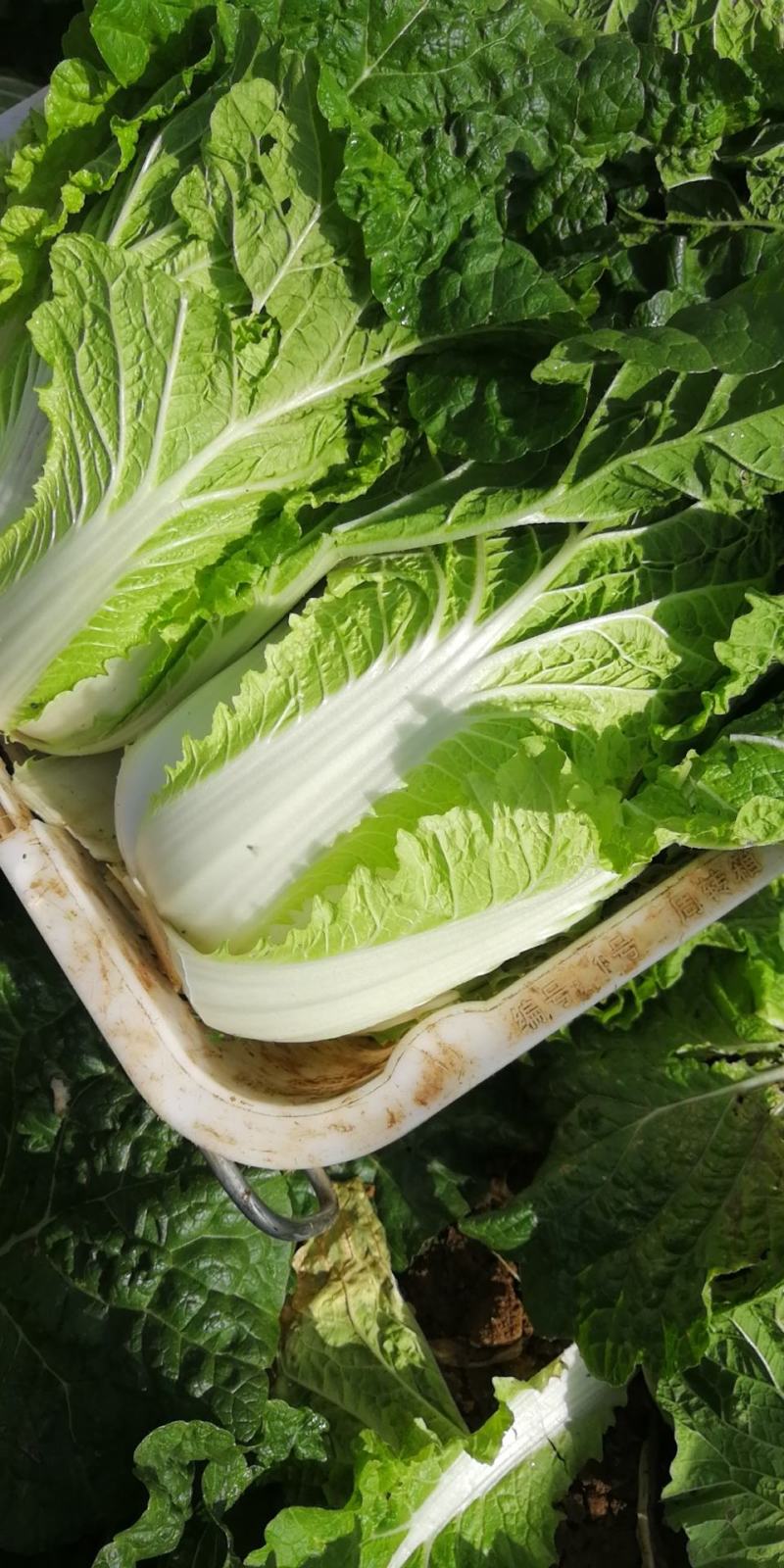 精品高山大白菜，……………质量保证高海拔地区