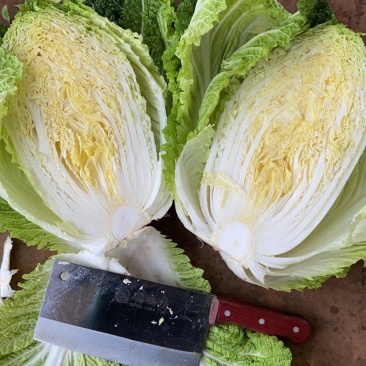 精品高山大白菜，……………质量保证高海拔地区