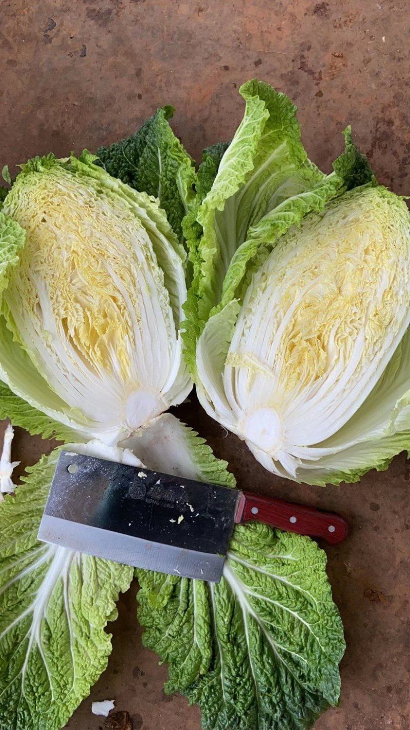 精品高山大白菜，……………质量保证高海拔地区