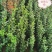 甜口山楂苗，甜口山楂树苗，甜山楂树苗。黄色山楂树苗。