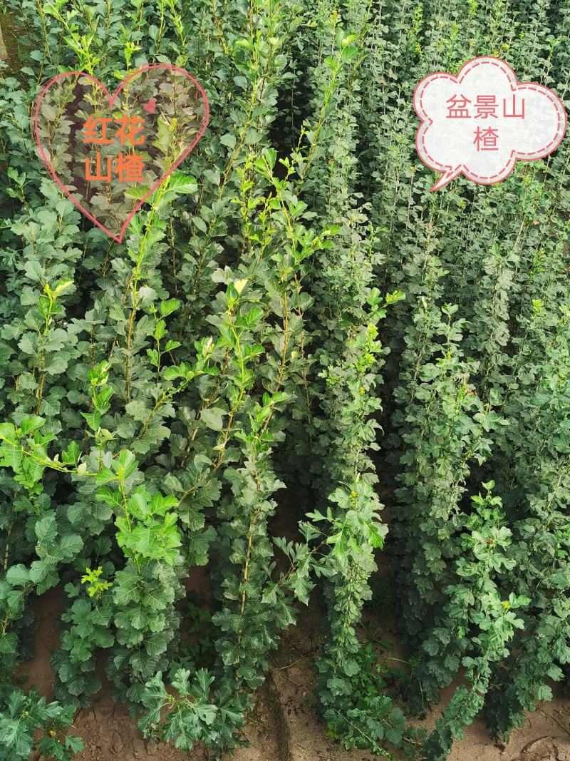甜口山楂苗，甜口山楂树苗，甜山楂树苗。黄色山楂树苗。