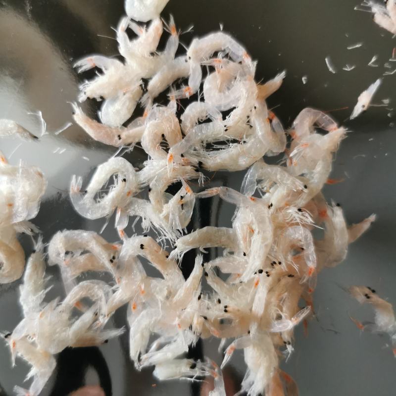 【热卖】特级低盐海湾大虾皮价格惊喜口感鲜美难好货