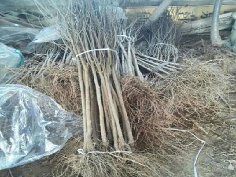 【荐】石榴苗果石榴苗突尼斯软籽石榴树苗批发石榴苗视频看货