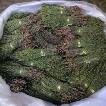 一手货源独脚金独脚柑