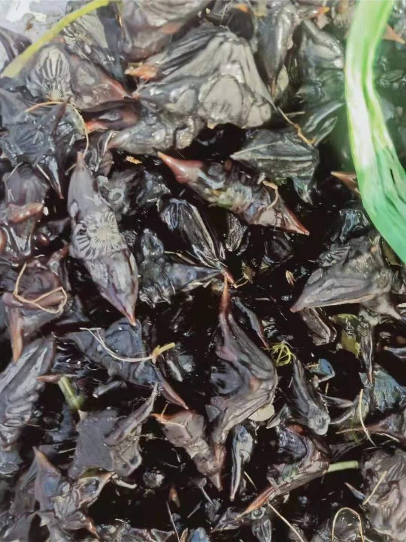 菱角种子，菱角种子，野菱角
