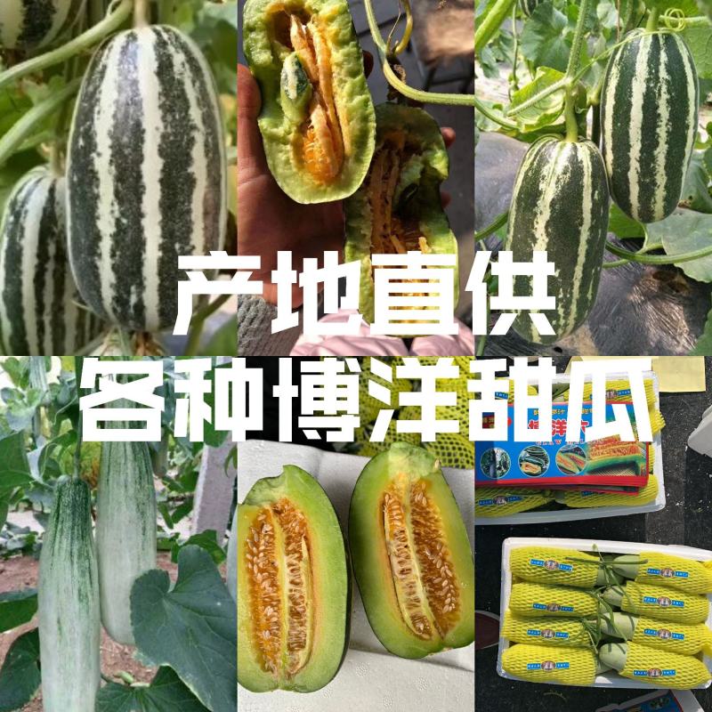 博洋72甜瓜，博洋九号甜瓜，专业代办，产地直供