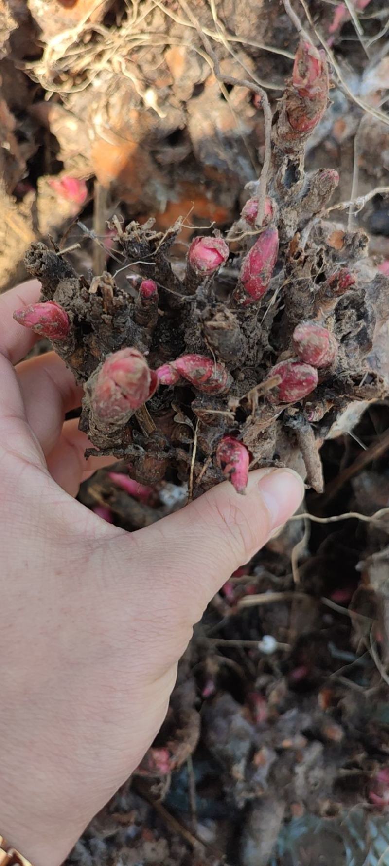 芍药花苗庭院花卉四季开花牡丹花根易活芍药根块带芽发货