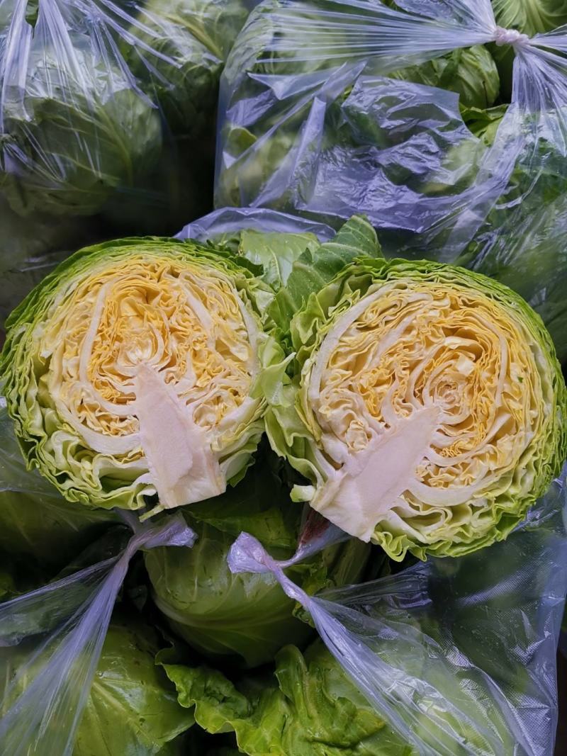山东甘蓝包菜大量上市（甘蓝）欢迎各位老板咨询采购。