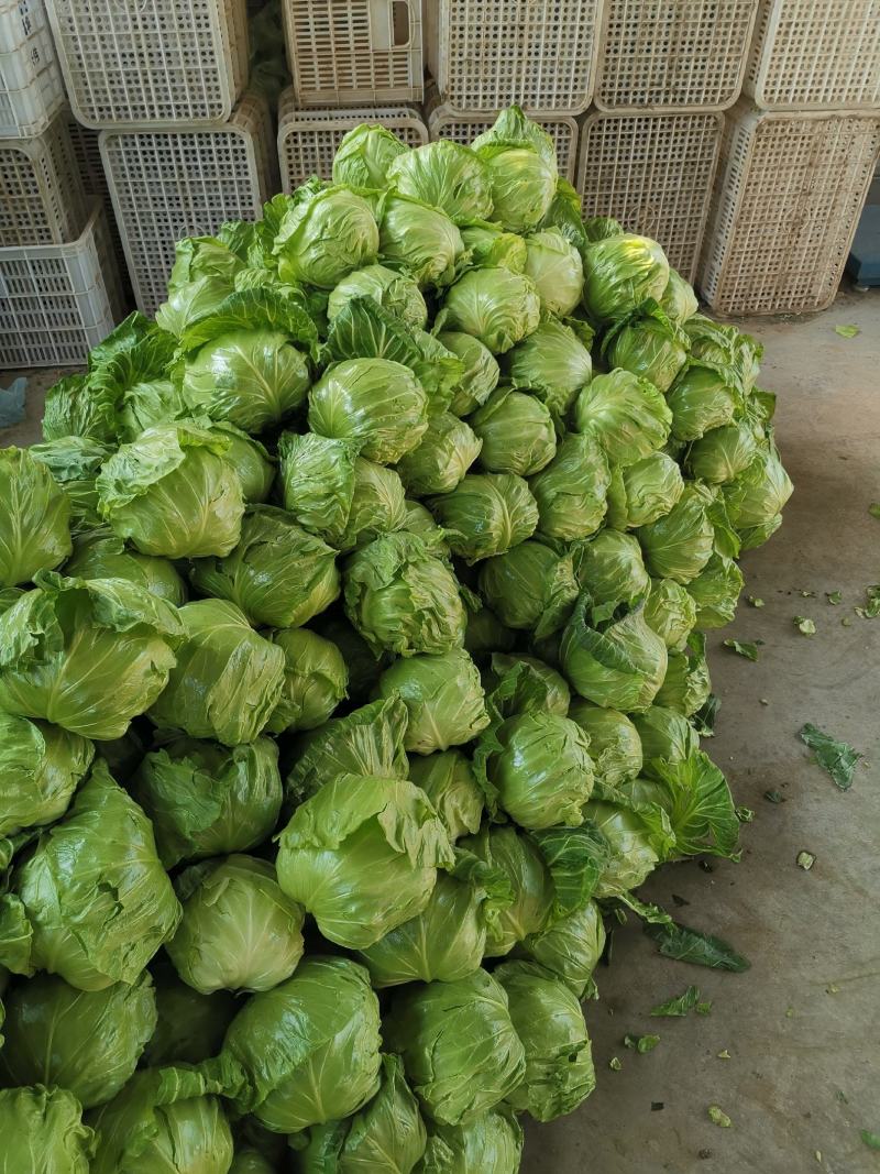 山东甘蓝包菜大量上市（甘蓝）欢迎各位老板咨询采购。