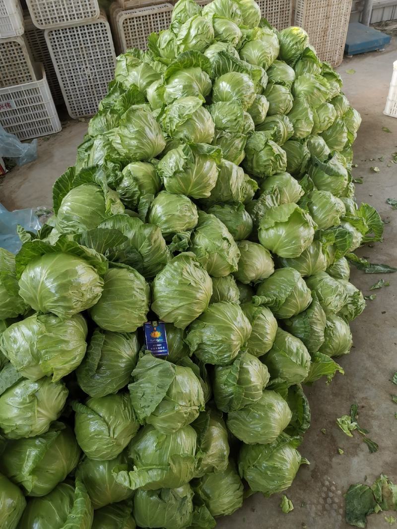 山东甘蓝包菜大量上市（甘蓝）欢迎各位老板咨询采购。