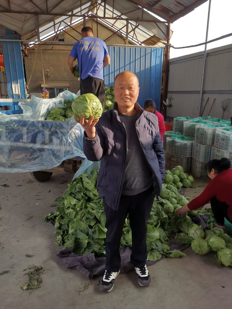 山东甘蓝包菜大量上市（甘蓝）欢迎各位老板咨询采购。